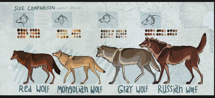 wolves size comparison