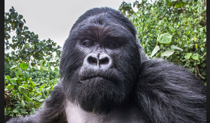 how hard does a gorilla punch