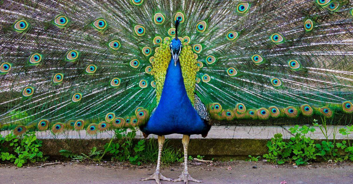 change peacock password