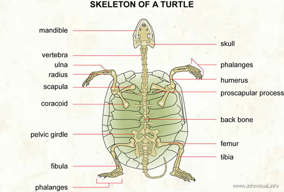 how many bones does a turtle have