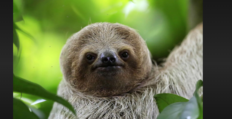 how many sloths are left in the world