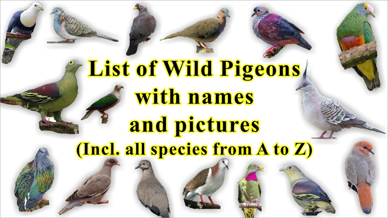 how many pigeons are in the world