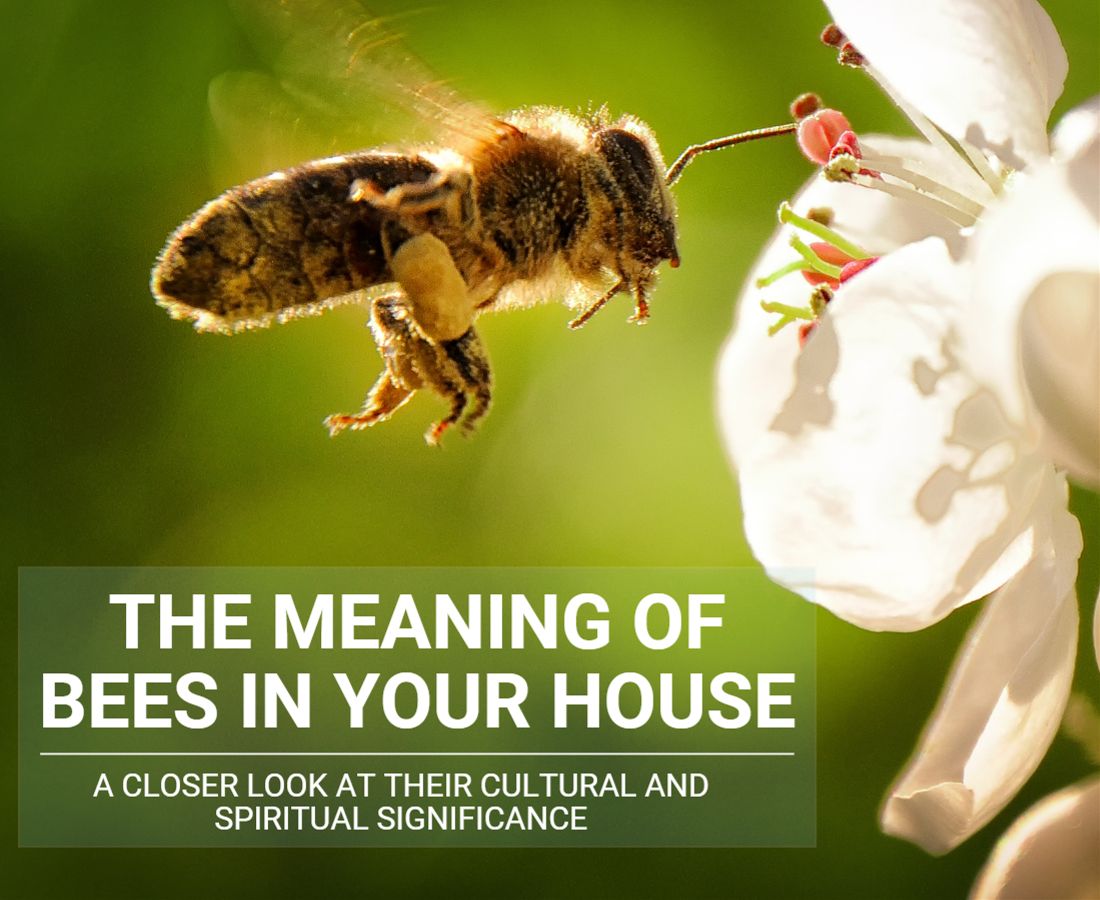 bees in the house meaning